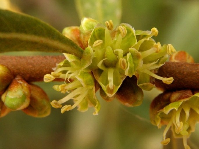 Argania spinosa