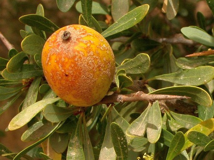 Argania spinosa