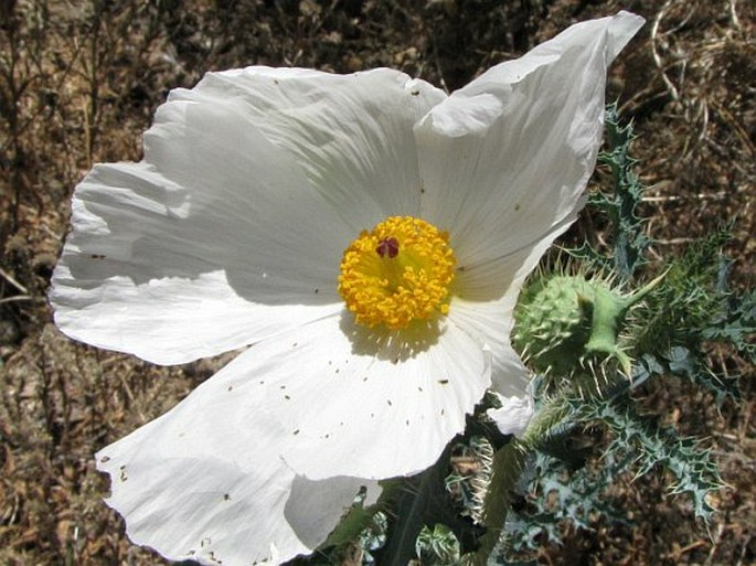 Argemone pleiacantha