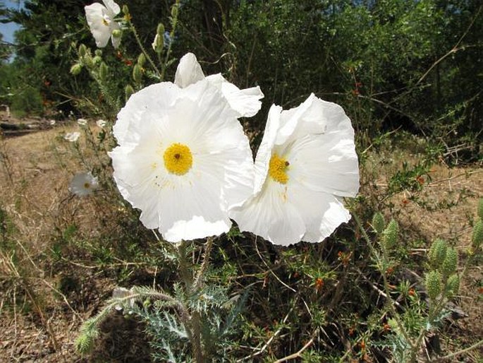 ARGEMONE PLEIACANTHA Greene - pleskanka