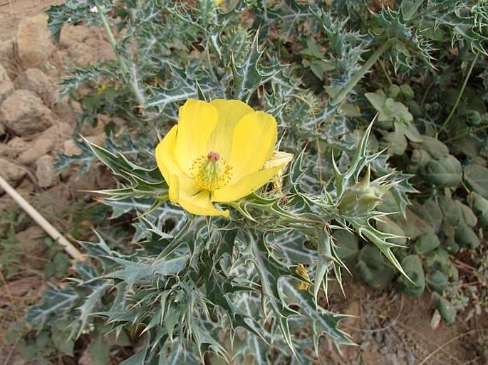 Argemone mexicana