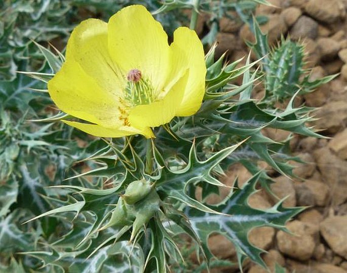 ARGEMONE MEXICANA L. - pleskanka mexická