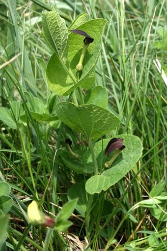 Aristolochia rotunda