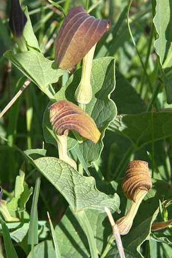 Aristolochia rotunda