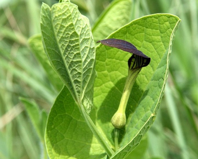 ARISTOLOCHIA ROTUNDA L. - podražec / vlkovec