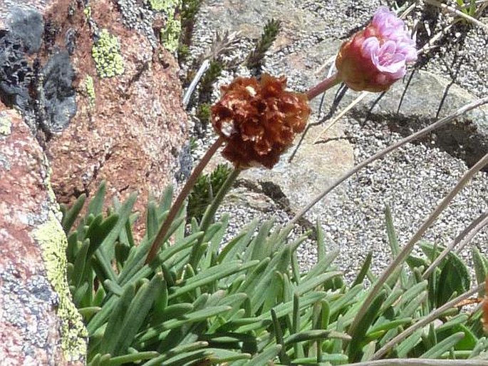 Armeria curvifolia