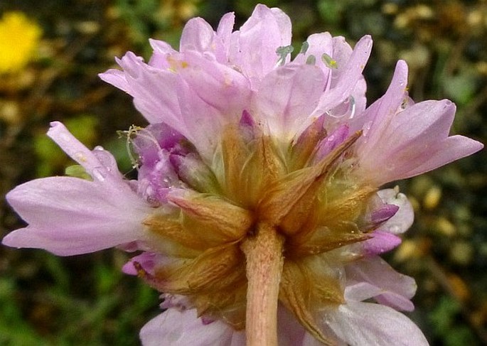 Armeria denticulata