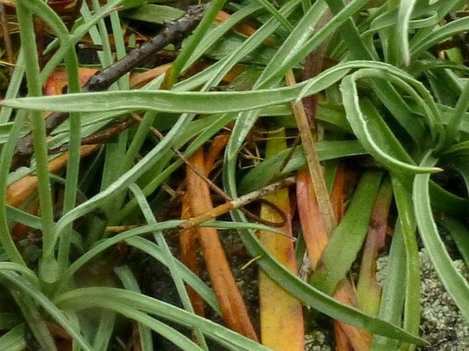 Armeria denticulata