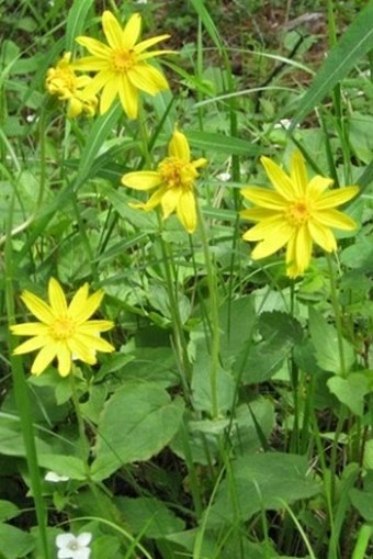 Arnica cordifolia