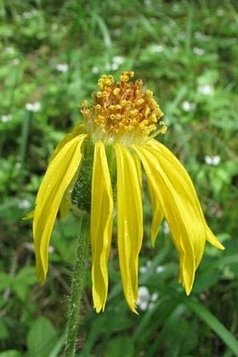 Arnica cordifolia