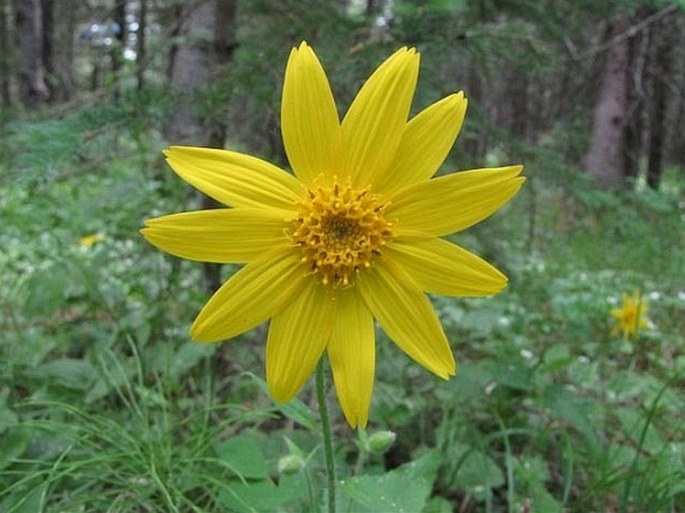 ARNICA CORDIFOLIA Hook. – prha / arnika