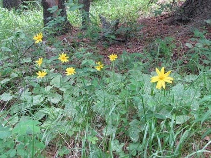 Arnica cordifolia