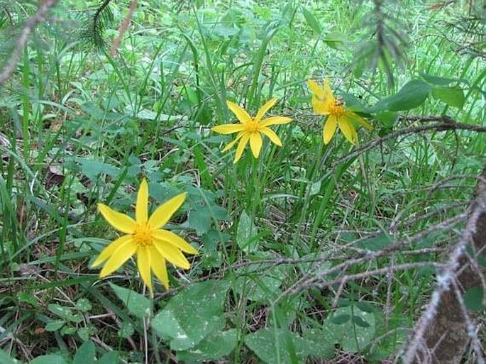 Arnica cordifolia