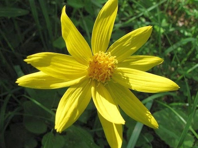 Arnica cordifolia