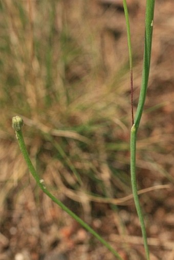 Arnoseris minima