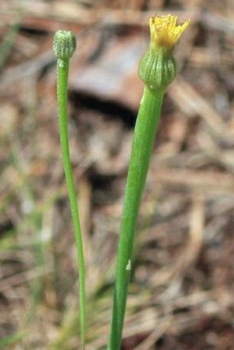 Arnoseris minima