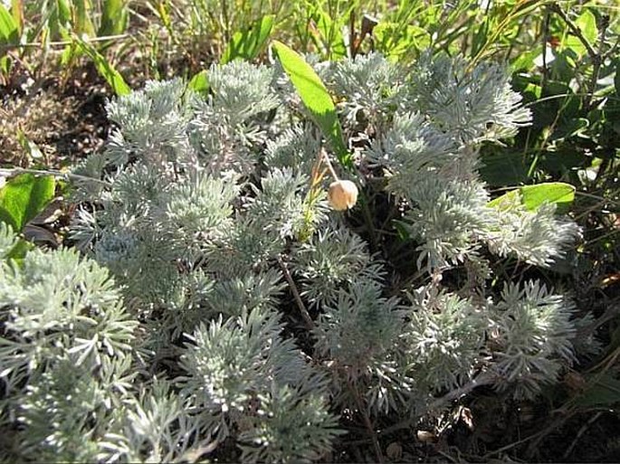 Artemisia frigida