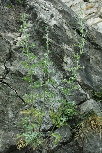 Artemisia absinthium