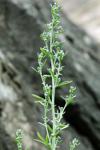 Artemisia absinthium