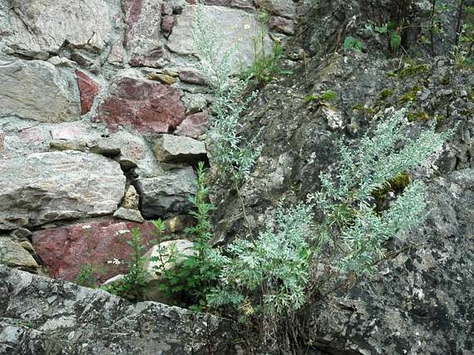 Artemisia absinthium