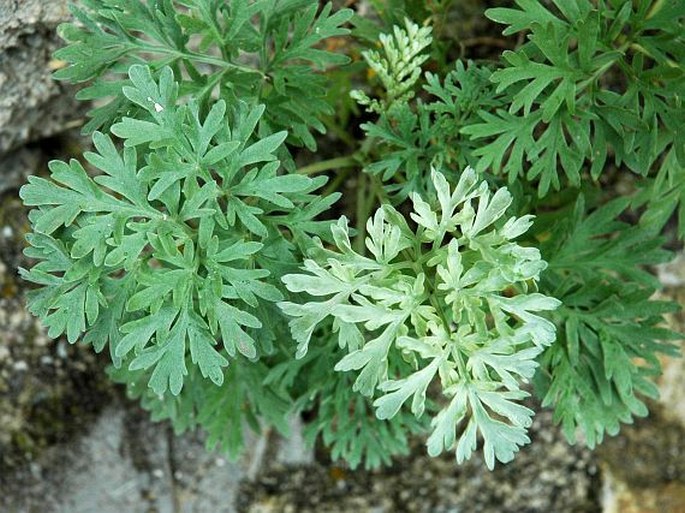 Artemisia absinthium