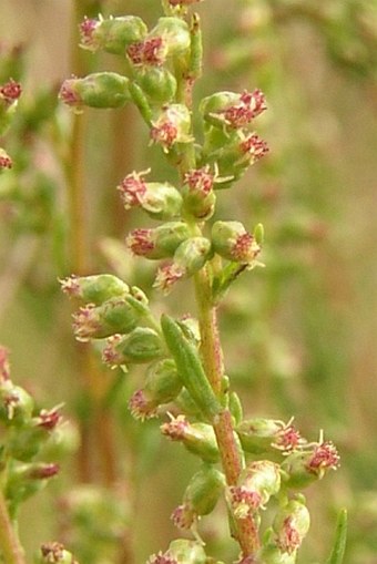 Artemisia campestris