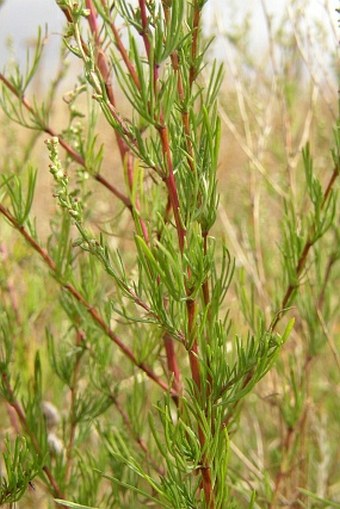 Artemisia campestris