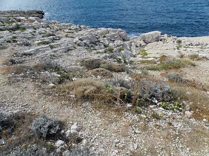 Artemisia caerulescens subsp. gallica