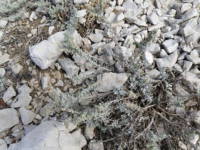 Artemisia caerulescens subsp. gallica