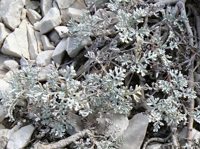 Artemisia caerulescens subsp. gallica