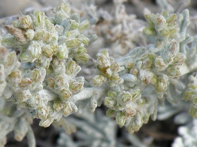 Artemisia caerulescens subsp. gallica