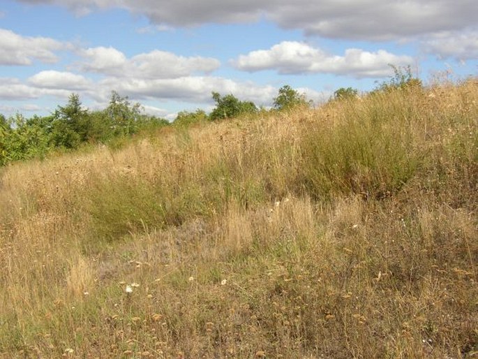 Artemisia campestris