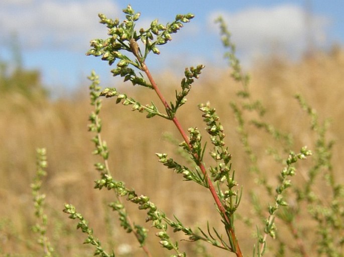 Artemisia campestris