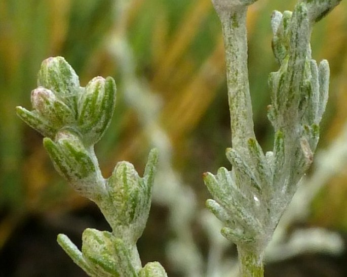 Artemisia vallesiaca