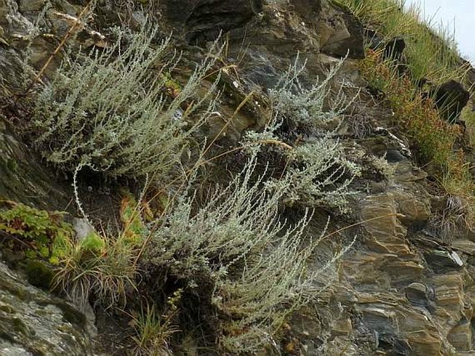 Artemisia vallesiaca