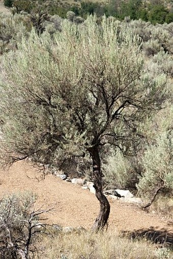 Artemisia tridentata