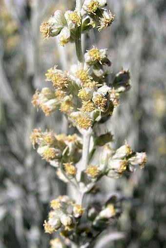 Artemisia tridentata