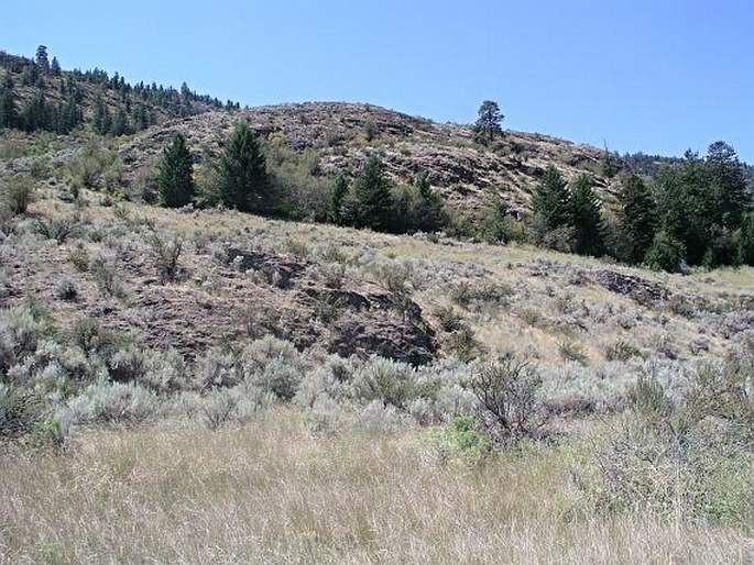 Artemisia tridentata