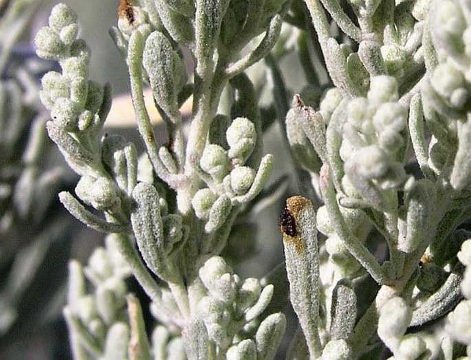 Artemisia tridentata