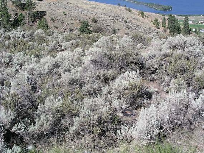 Artemisia tridentata