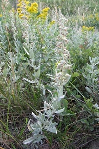 Artemisia ludoviciana