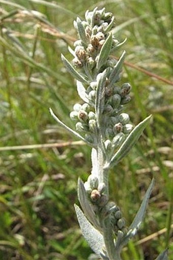 Artemisia ludoviciana