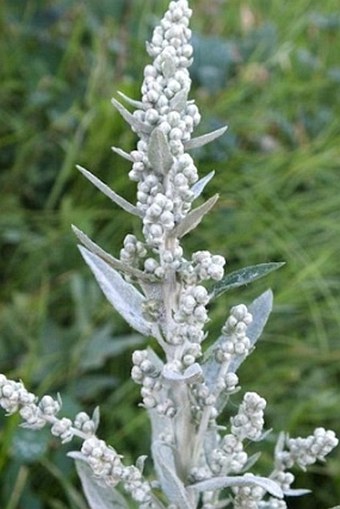 Artemisia ludoviciana