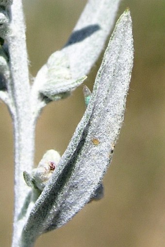 Artemisia ludoviciana