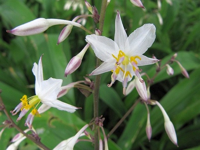 ARTHROPODIUM CIRRHATUM (G. Forst.) R. Br.