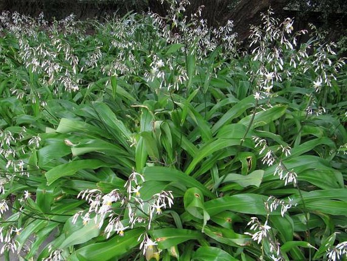 Arthropodium cirratum