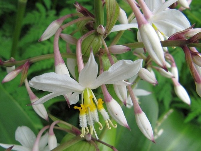 Arthropodium cirratum