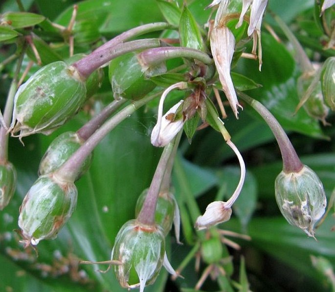 Arthropodium cirratum