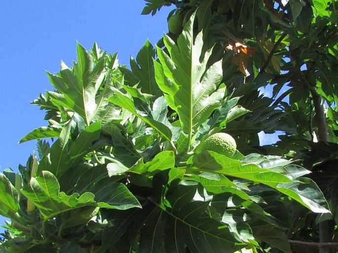 ARTOCARPUS ALTILIS (Parkinson ex F. A. Zorn) Fosberg - chlebovník