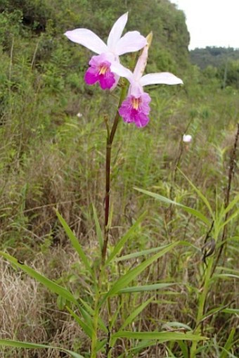 Arundina graminifolia